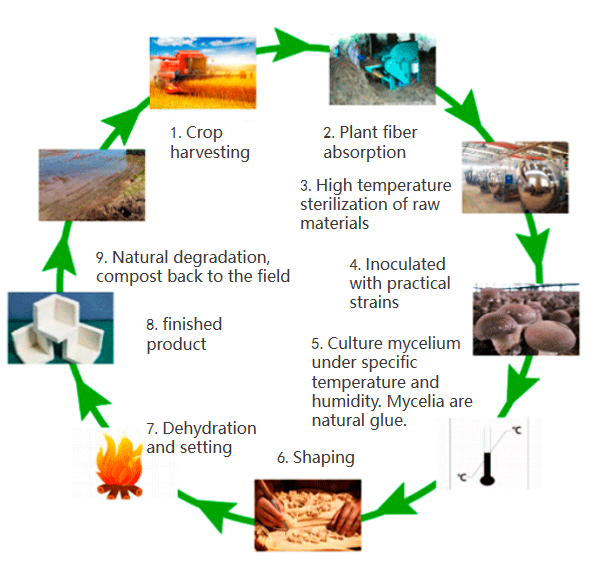 Mycelium production process.png